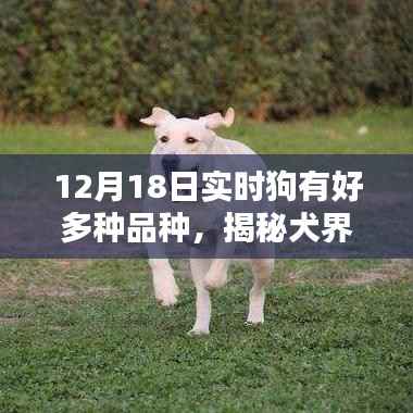 揭秘犬界宝藏,犬类品种的多样性与实时了解(12月18日)