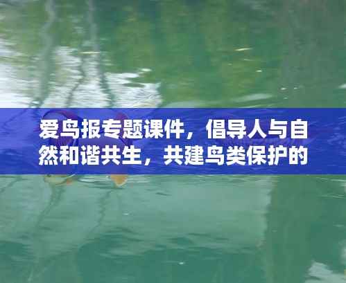爱鸟报专题课件,倡导人与自然和谐共生,共建鸟类保护的美好未来