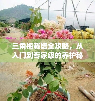 三角梅栽培全攻略,从入门到专家级的养护秘籍!