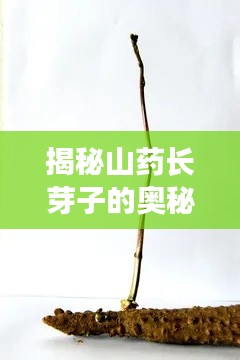 揭秘山药长芽子的奥秘,探寻山药生长的秘密