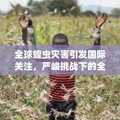 全球蝗虫灾害引发国际关注,严峻挑战下的全球应对